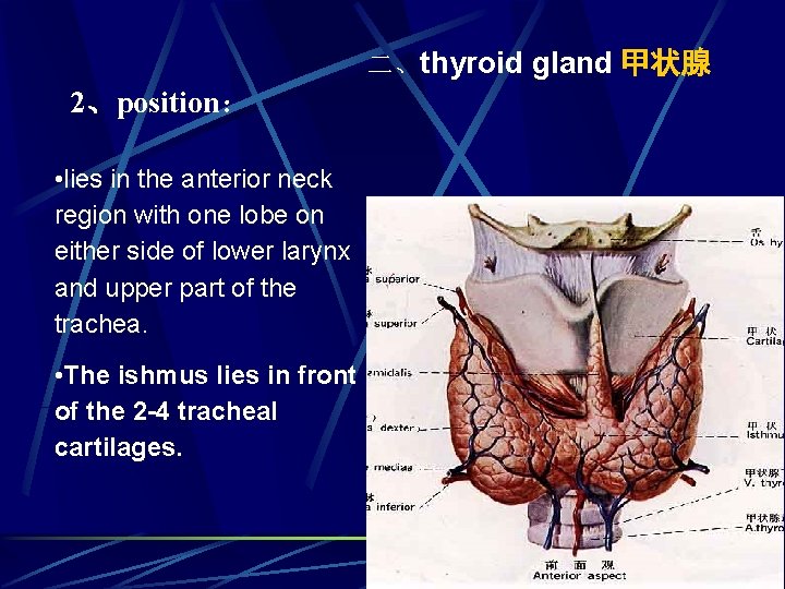 二、thyroid gland 甲状腺 2、position： • lies in the anterior neck region with one lobe