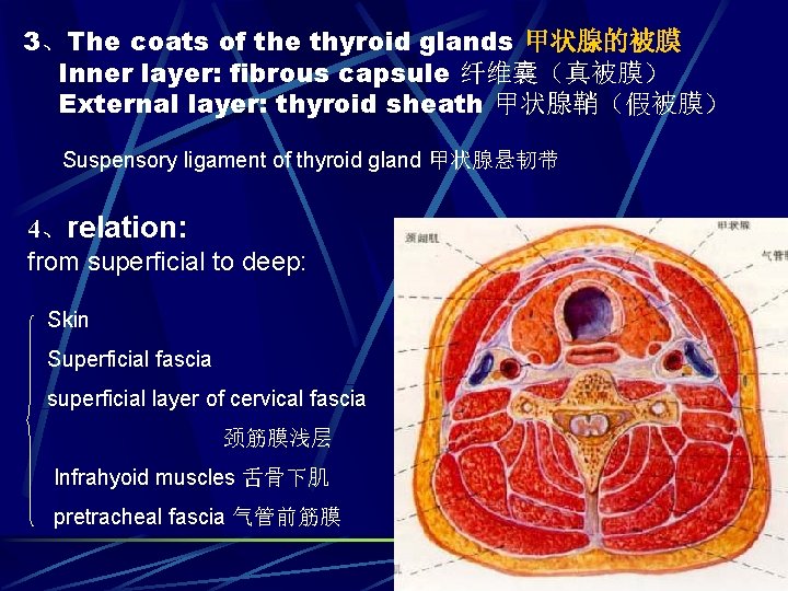 3、The coats of the thyroid glands 甲状腺的被膜 Inner layer: fibrous capsule 纤维囊（真被膜） External layer: