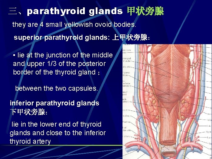 三、parathyroid glands 甲状旁腺 they are 4 small yellowish ovoid bodies. superior parathyroid glands: 上甲状旁腺：
