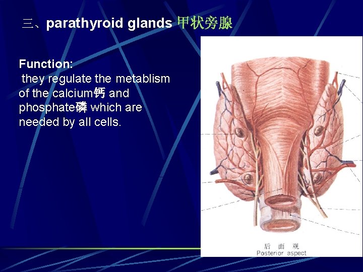 三、parathyroid glands 甲状旁腺 Function: they regulate the metablism of the calcium钙 and phosphate磷 which