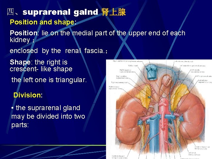 四、suprarenal galnd 肾上腺 Position and shape: Position: lie on the medial part of the