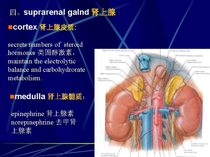 四、suprarenal galnd 肾上腺 ncortex 肾上腺皮质: secrets numbers of steroid hormones 类固醇激素， maintain the electrolytic