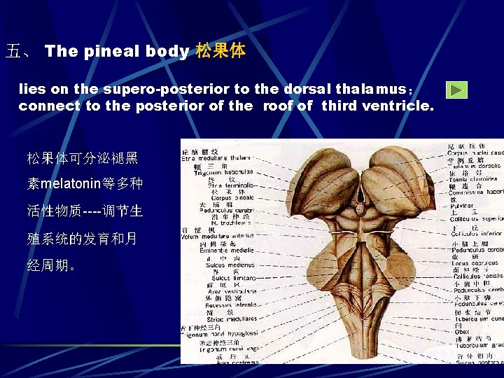 五、 The pineal body 松果体 lies on the supero-posterior to the dorsal thalamus； connect