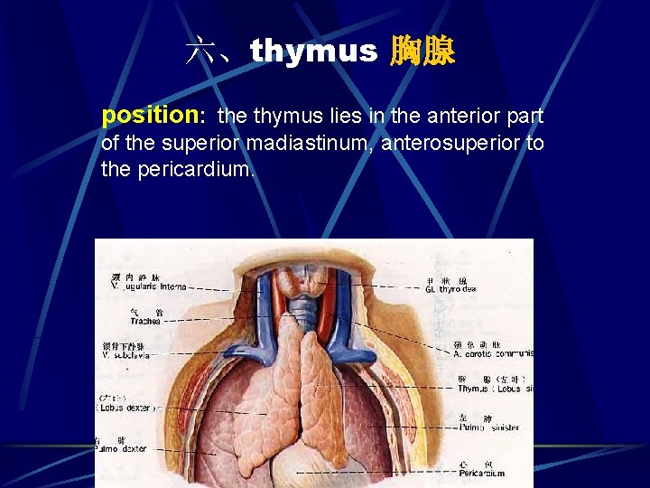 六、thymus 胸腺 position: the thymus lies in the anterior part of the superior madiastinum,