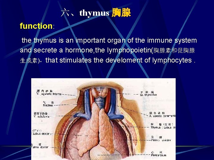 六、thymus 胸腺 function: the thymus is an important organ of the immune system and