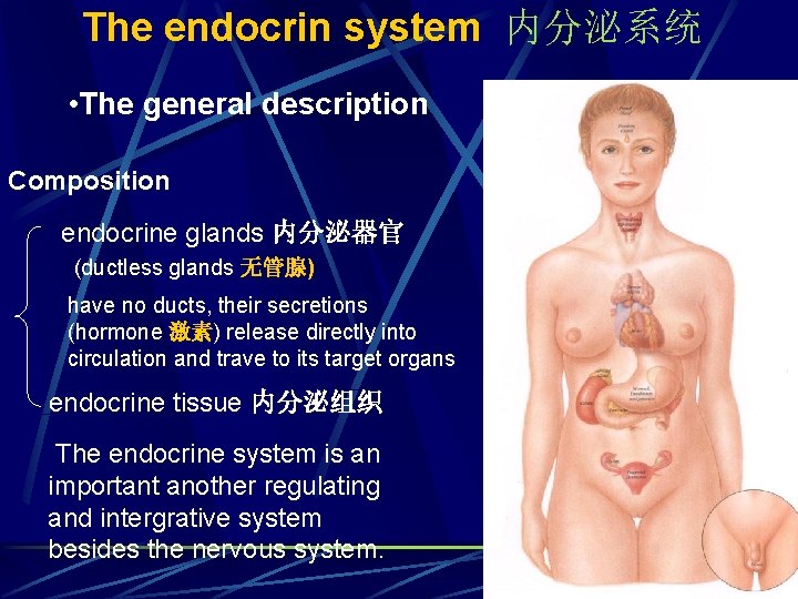 The endocrin system 内分泌系统 • The general description Composition endocrine glands 内分泌器官 (ductless glands