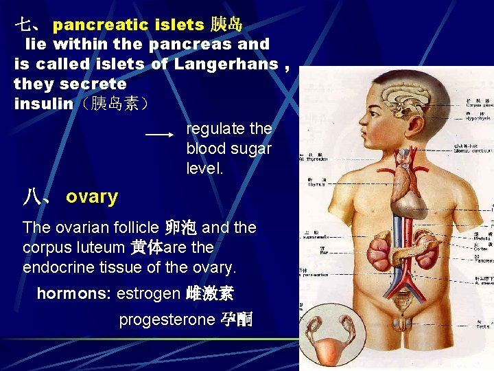 七、 pancreatic islets 胰岛 lie within the pancreas and is called islets of Langerhans