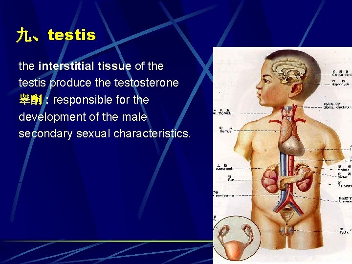 九、testis the interstitial tissue of the testis produce the testosterone 睾酮 : responsible for