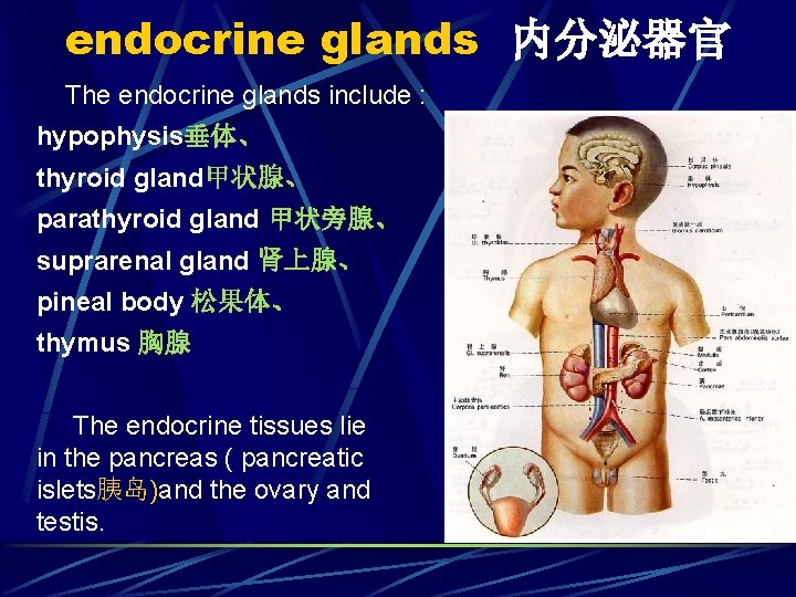 endocrine glands 内分泌器官 The endocrine glands include : hypophysis垂体、 thyroid gland甲状腺、 parathyroid gland 甲状旁腺、