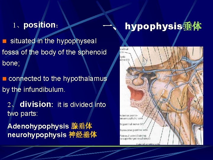 1、position： n 一、 hypophysis垂体 situated in the hypophyseal fossa of the body of the