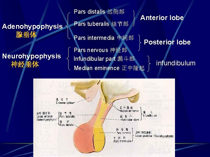 Pars distalis 远侧部 Adenohypophysis 腺垂体 Neurohypophysis 神经垂体 Pars tuberalis 结节部 Pars intermedia 中间部 Anterior