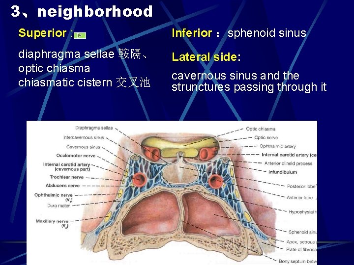 3、neighborhood Superior : Inferior ：sphenoid sinus diaphragma sellae 鞍隔、 optic chiasmatic cistern 交叉池 Lateral