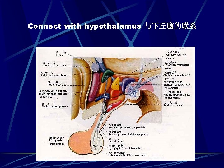 Connect with hypothalamus 与下丘脑的联系 