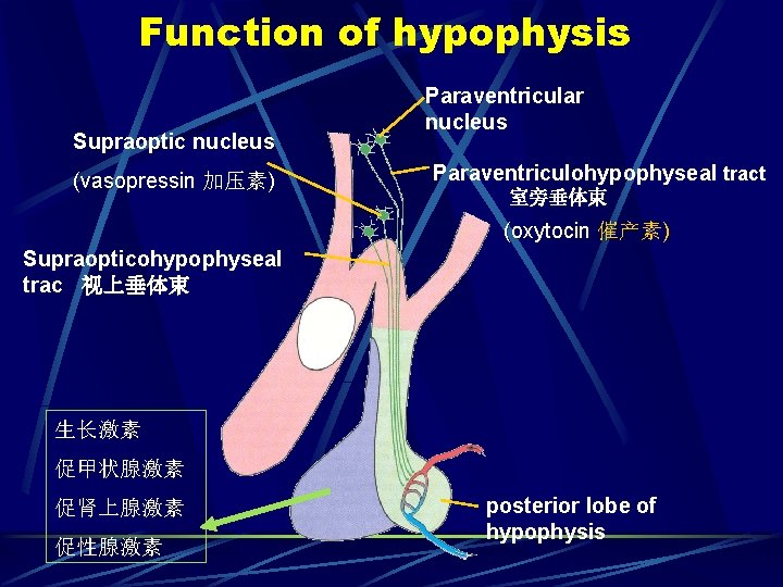 Function of hypophysis Supraoptic nucleus (vasopressin 加压素) Paraventricular nucleus Paraventriculohypophyseal tract 室旁垂体束 (oxytocin 催产素)