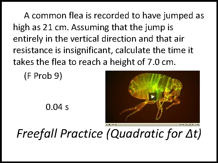 A common flea is recorded to have jumped as high as 21 cm. Assuming