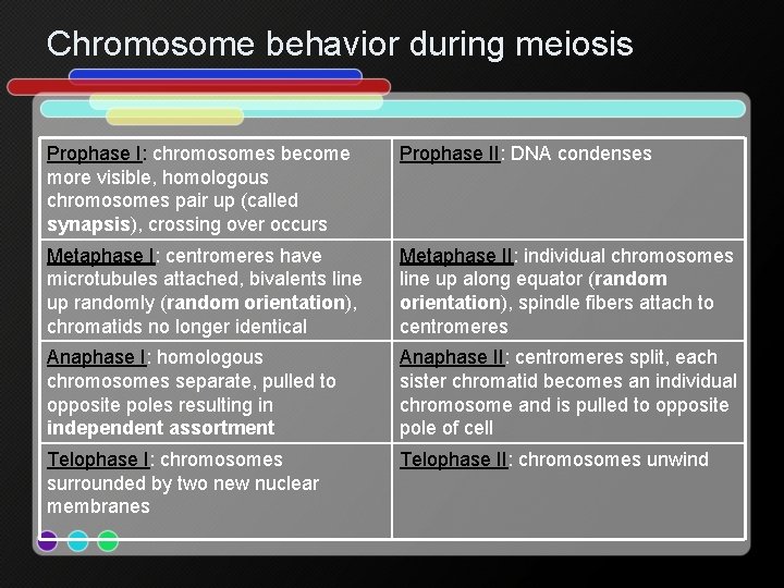 Chromosome behavior during meiosis Prophase I: chromosomes become more visible, homologous chromosomes pair up