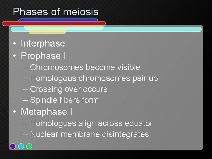 Phases of meiosis • Interphase • Prophase I – Chromosomes become visible – Homologous