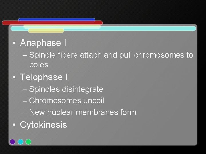  • Anaphase I – Spindle fibers attach and pull chromosomes to poles •