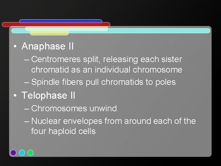  • Anaphase II – Centromeres split, releasing each sister chromatid as an individual