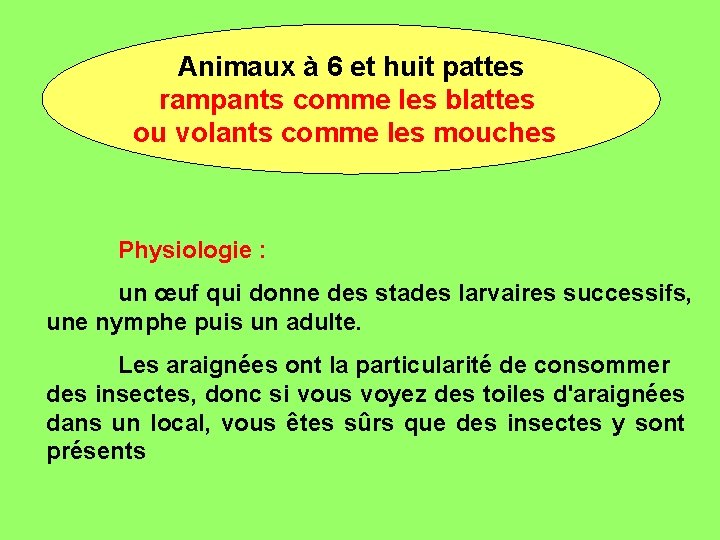 Animaux à 6 et huit pattes rampants comme les blattes ou volants comme les