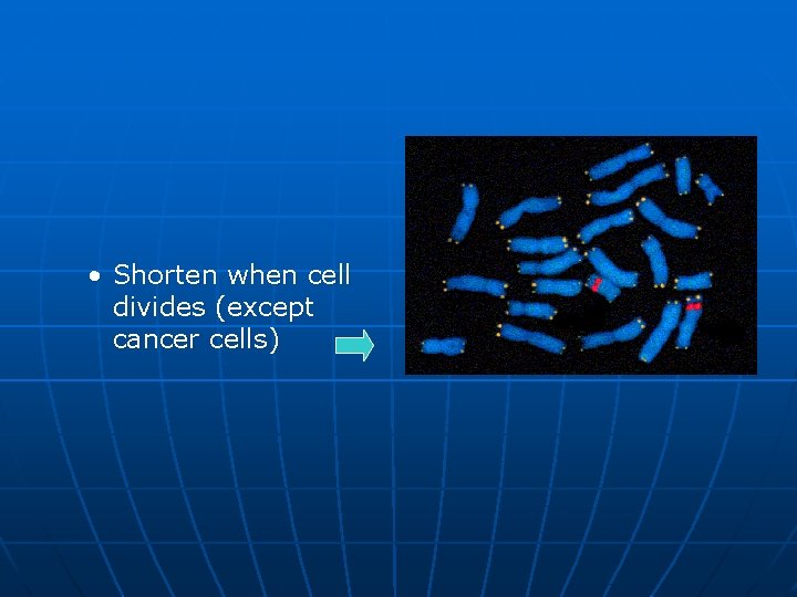  • Shorten when cell divides (except cancer cells) 