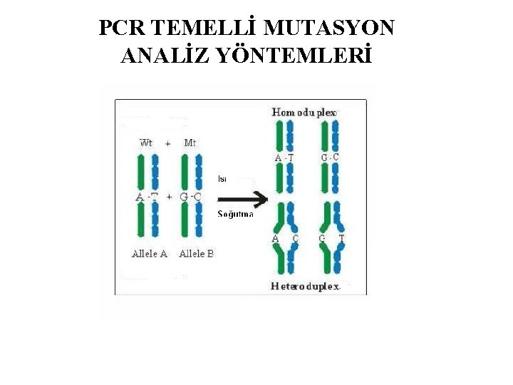 PCR TEMELLİ MUTASYON ANALİZ YÖNTEMLERİ 