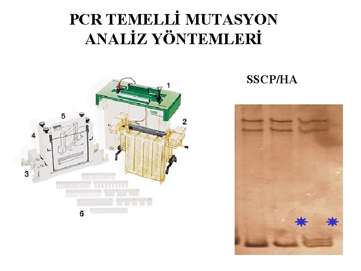 PCR TEMELLİ MUTASYON ANALİZ YÖNTEMLERİ SSCP/HA 