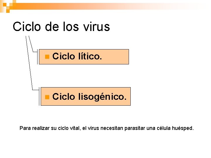 Ciclo de los virus n Ciclo lítico. n Ciclo lisogénico. Para realizar su ciclo