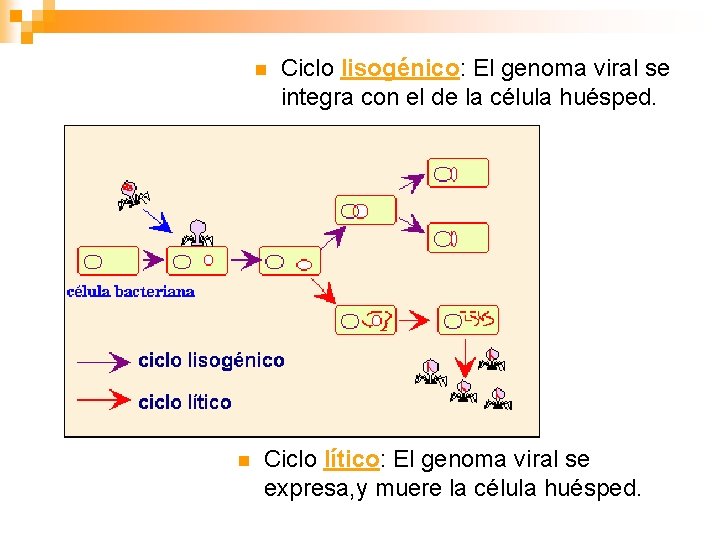 n n Ciclo lisogénico: El genoma viral se integra con el de la célula