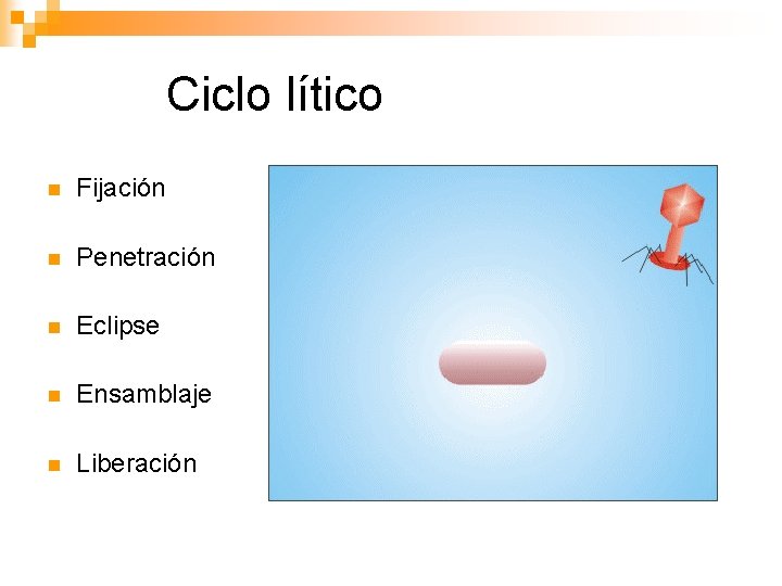 Ciclo lítico n Fijación n Penetración n Eclipse n Ensamblaje n Liberación 