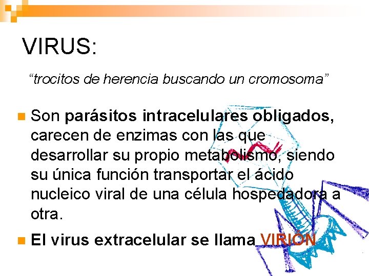 VIRUS: “trocitos de herencia buscando un cromosoma” n Son parásitos intracelulares obligados, carecen de