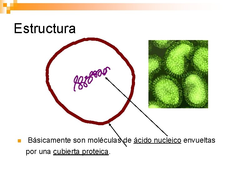 Estructura n Básicamente son moléculas de ácido nucleico envueltas por una cubierta proteica. 