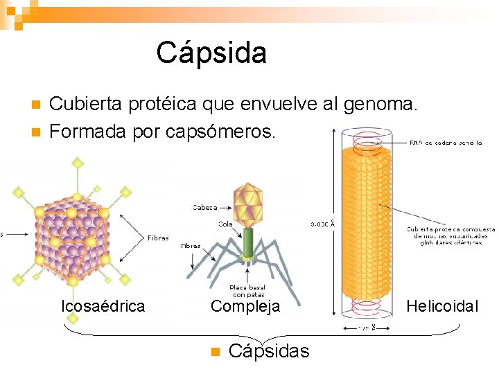 Cápsida n n Cubierta protéica que envuelve al genoma. Formada por capsómeros. Icosaédrica Compleja