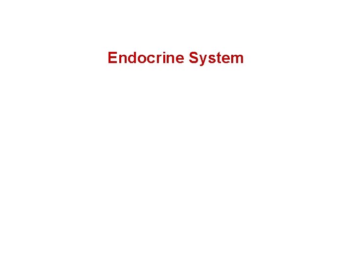 Endocrine System 