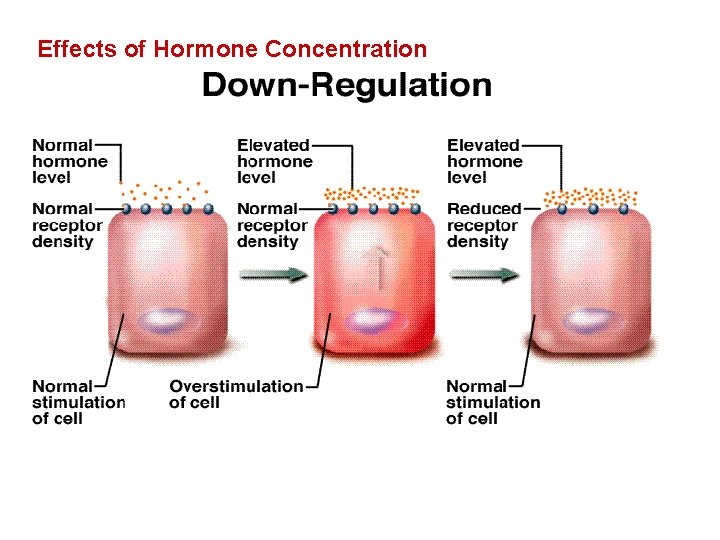 Effects of Hormone Concentration 
