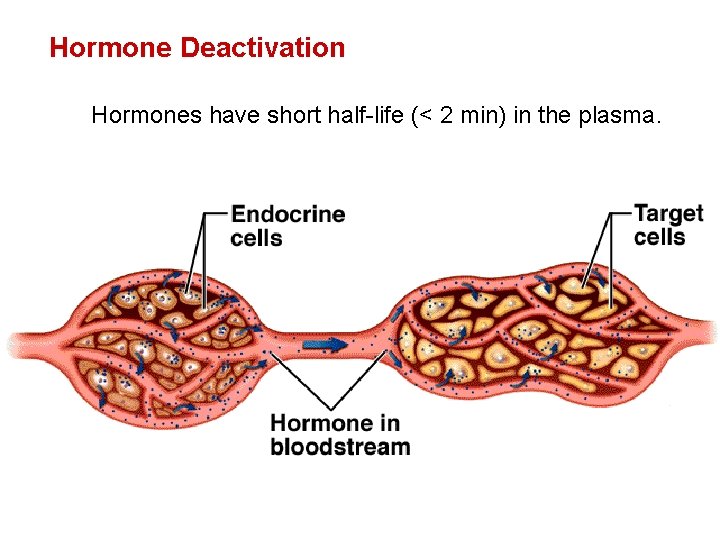 Hormone Deactivation Hormones have short half-life (< 2 min) in the plasma. 