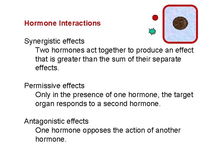 Hormone Interactions Synergistic effects Two hormones act together to produce an effect that is