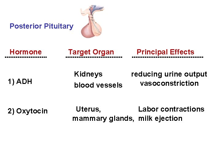 Posterior Pituitary Hormone Target Organ Principal Effects 1) ADH Kidneys blood vessels reducing urine