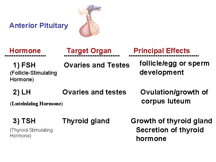 Anterior Pituitary Hormone Target Organ 1) FSH Principal Effects Ovaries and Testes (Follicle-Stimulating Hormone)