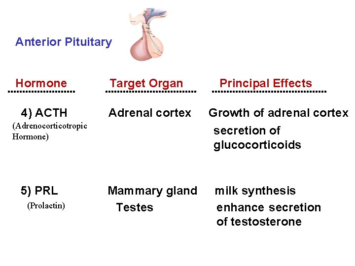 Anterior Pituitary Hormone Target Organ Principal Effects 4) ACTH Adrenal cortex Growth of adrenal
