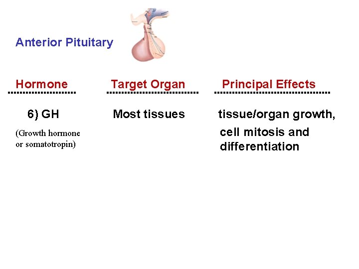 Anterior Pituitary Hormone 6) GH (Growth hormone or somatotropin) Target Organ Principal Effects Most