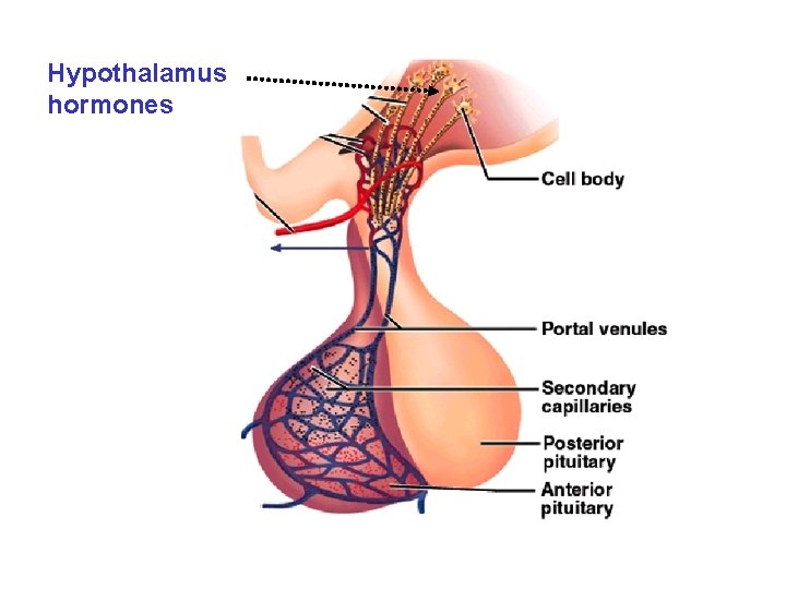 Hypothalamus hormones 