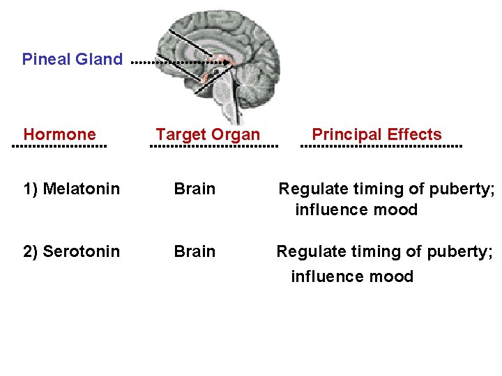 Pineal Gland Hormone Target Organ Principal Effects 1) Melatonin Brain Regulate timing of puberty;