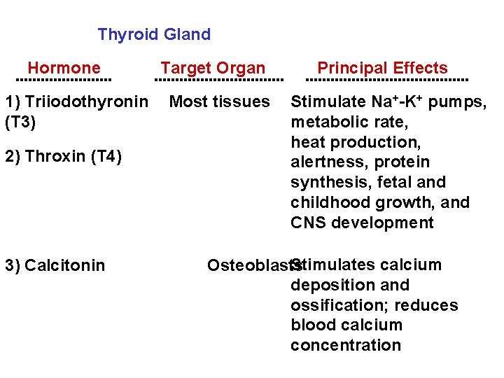 Thyroid Gland Hormone Target Organ 1) Triiodothyronin Most tissues (T 3) 2) Throxin (T