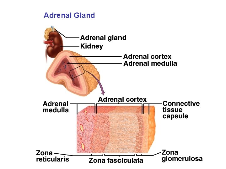 Adrenal Gland 