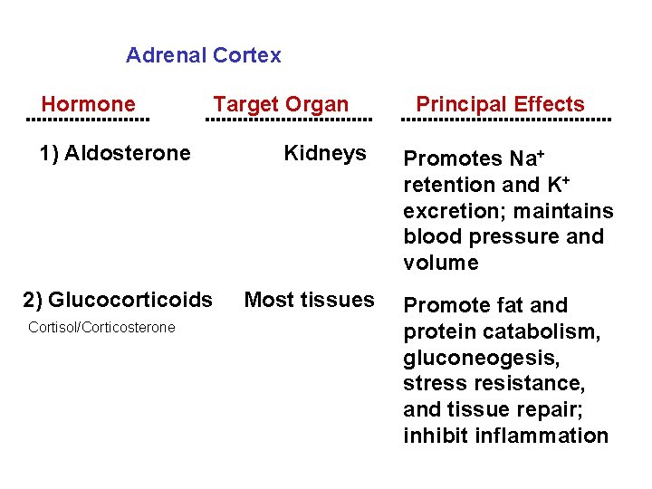 Adrenal Cortex Hormone 1) Aldosterone Target Organ Kidneys 2) Glucocorticoids Most tissues Cortisol/Corticosterone Principal