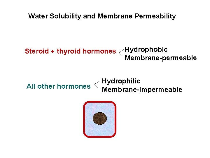 Water Solubility and Membrane Permeability Steroid + thyroid hormones All other hormones Hydrophobic Membrane-permeable