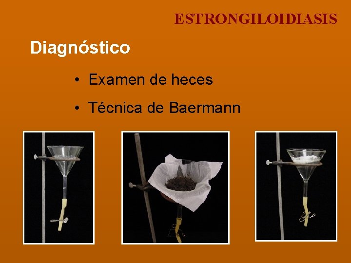 ESTRONGILOIDIASIS Diagnóstico • Examen de heces • Técnica de Baermann 