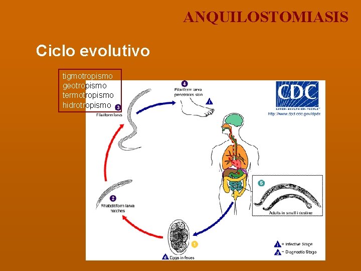 ANQUILOSTOMIASIS Ciclo evolutivo tigmotropismo geotropismo termotropismo hidrotropismo 