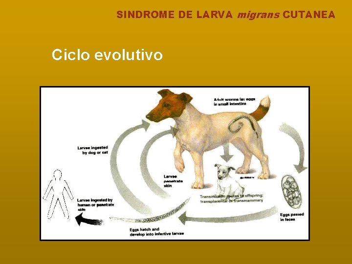 SINDROME DE LARVA migrans CUTANEA Ciclo evolutivo 